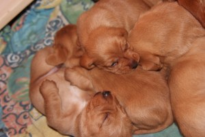 My's valpar 13-15 dagar 015