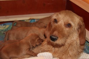 My's valpar 13-15 dagar 026