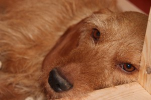 Mamma My Nuusku äiti