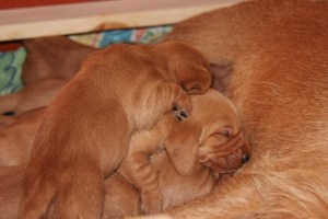 My's valpar 13-15 dagar 028