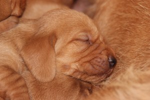 My's valpar 13-15 dagar 029