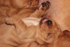 My's valpar 13-15 dagar 036