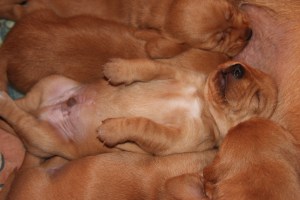 My's valpar 13-15 dagar 037