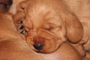 My's valpar 13-15 dagar 053