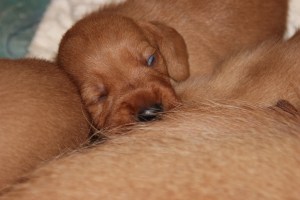 My's valpar 13-15 dagar 063