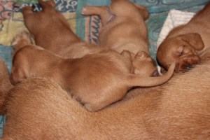 My's valpar 13-15 dagar 064