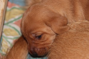 My's valpar 13-15 dagar 065