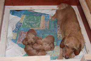 My'svalpar 6-7 dagar