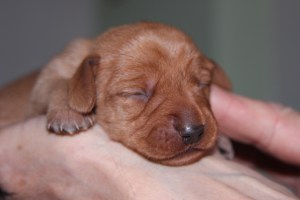 Jag tror jag heter Smilla Nimeni on ehkä Smilla My name might be Smilla