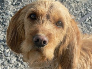 Knebergets Theodore Tiger (ägare Patrik Vidjeskog)