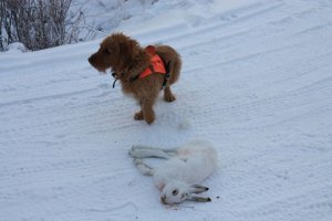 Tiger har hjälpt till att få ägaren att fälla haren (ägare Patrik Vidjeskog)