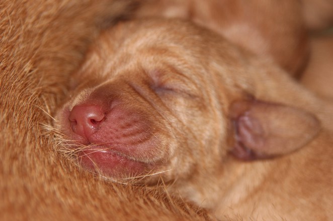 Blivande harjägare - Tulevia jäniksenmetsästäjiä