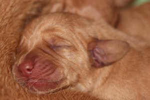 My's valpar 1 dygn 003