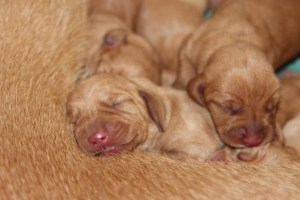 My's valpar 1 dygn 008