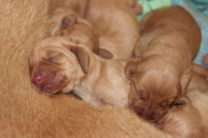 My's valpar 1 dygn 009