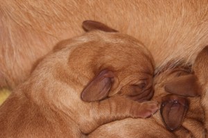 My's valpar 1 dygn 023