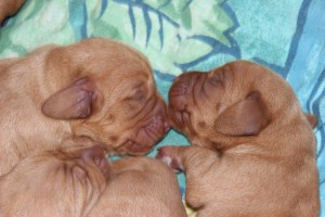 My's valpar 1 dygn 048