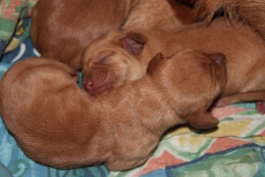 My's valpar 2 dagar 001