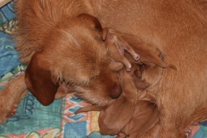 My's valpar 2 dagar 004