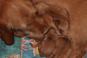 My's valpar 2 dagar 006