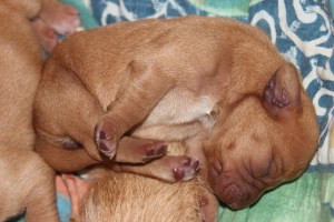 My's valpar 2 dagar 016