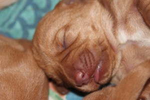 My's valpar 2 dagar 021