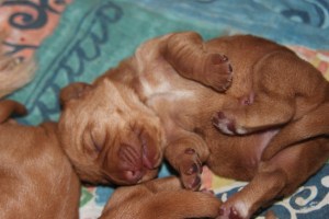 My's valpar 2 dagar 022