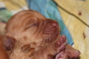 My's valpar 2 dagar 025