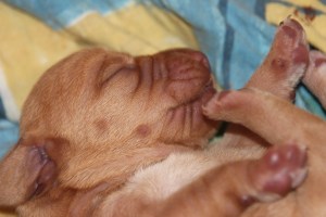 My's valpar 2 dagar 029