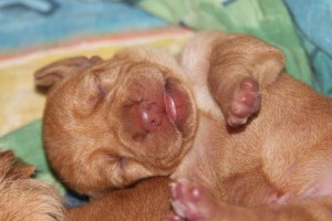 My's valpar 2 dagar 032