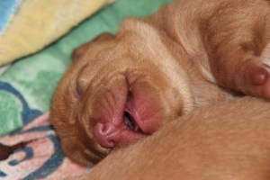 My's valpar 2 dagar 043