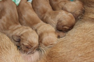 My's valpar 2 dagar 044