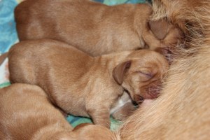 My's valpar 2 dagar 046