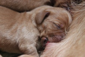 My's valpar 2 dagar 052