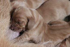 My's valpar 2 dagar 067