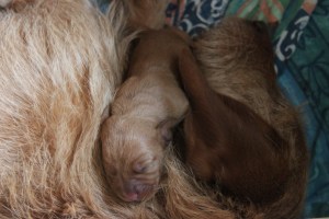 My's valpar 2 dagar 071