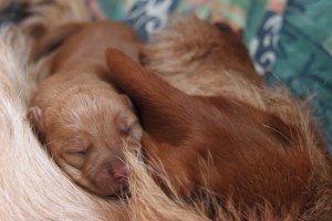 My's valpar 2 dagar 074