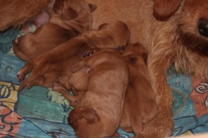 My's valpar 3 dygn 004