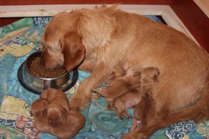 My's valpar 3 dygn 011