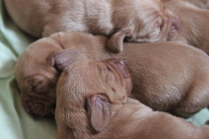 My's valpar 3 dygn 026