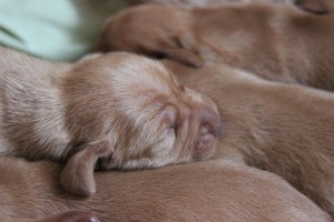 My's valpar 3 dygn 027