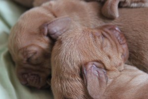 My's valpar 3 dygn 028