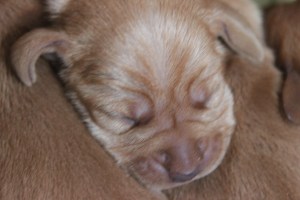 My's valpar 3 dygn 029