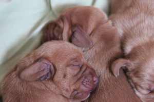 My's valpar 3 dygn 030