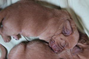 My's valpar 3 dygn 031