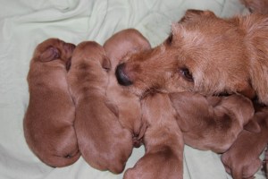 My's valpar 3 dygn 034