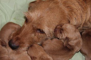 My's valpar 3 dygn 035