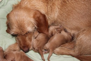 My's valpar 3 dygn 036