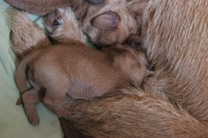 My's valpar 3 dygn 038