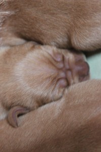 My's valpar 3 dygn 044